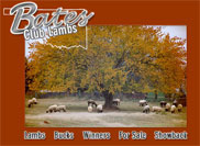 Bates Club Lambs